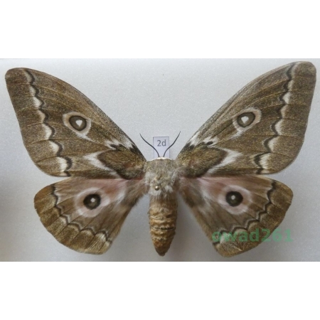 Gonimbrasia tyrrhea (Cramer, 1775) female ex. ovo South Africa 110mm2d